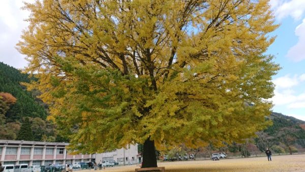 日南町の大イチョウ